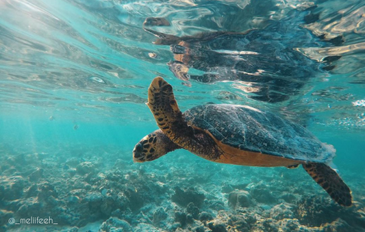 Skildpadde og adrenalin eventyr